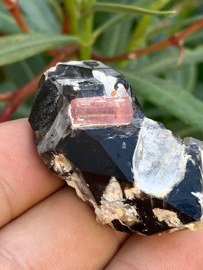 Quartz Morion / Quartz Fumé avec Tourmaline Rubellite, spécimen naturel de 50 x 37 x 24mm - 37,5 grammes. Belle petite pièce !