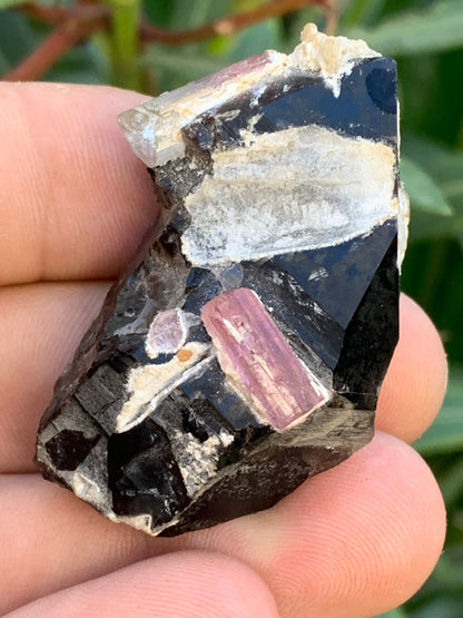Quartz Morion / Quartz Fumé avec Tourmaline Rubellite, spécimen naturel de 50 x 37 x 24mm - 37,5 grammes. Belle petite pièce !