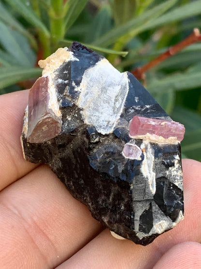 Quartz Morion / Quartz Fumé avec Tourmaline Rubellite, spécimen naturel de 50 x 37 x 24mm - 37,5 grammes. Belle petite pièce !