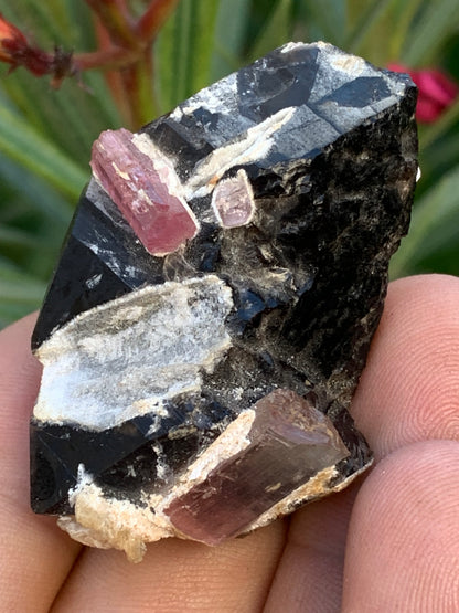 Quartz Morion / Quartz Fumé avec Tourmaline Rubellite, spécimen naturel de 50 x 37 x 24mm - 37,5 grammes. Belle petite pièce !