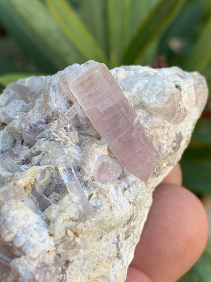 Tourmaline Rubellite, 67 x 43 x 31mm - 97,6 grammes. Une très belle petite pièce remplis de cristaux!