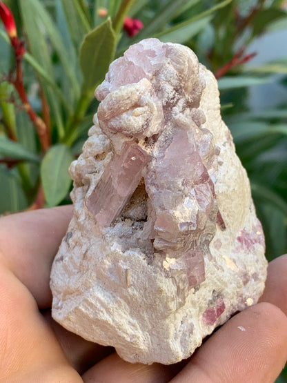 Tourmaline Rubellite, 71 x 59 x 48mm - 207,2 grammes. Une très belle petite pièce remplis de cristaux !