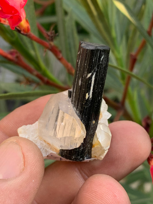 Tourmaline verte/ Verdélite sur cristal de quartz, spécimen naturel de 46 x 35 x 33 mm - 27,7 grammes environ. 1 magnifique cristal traversé par une pointe de tourmaline à terminaison verte !