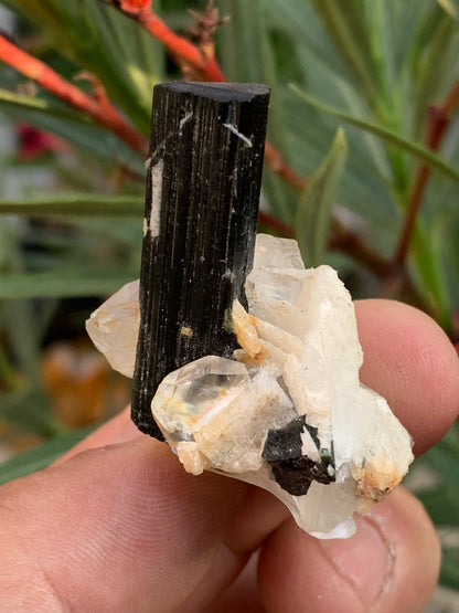Tourmaline verte/ Verdélite sur cristal de quartz, spécimen naturel de 46 x 35 x 33 mm - 27,7 grammes environ. 1 magnifique cristal traversé par une pointe de tourmaline à terminaison verte !