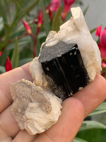 Tourmaline noire, spécimen naturel de 80 x 50 x 36 mm - 117 grammes. Une très belle tourmaline sur Quartz et Muscovite !