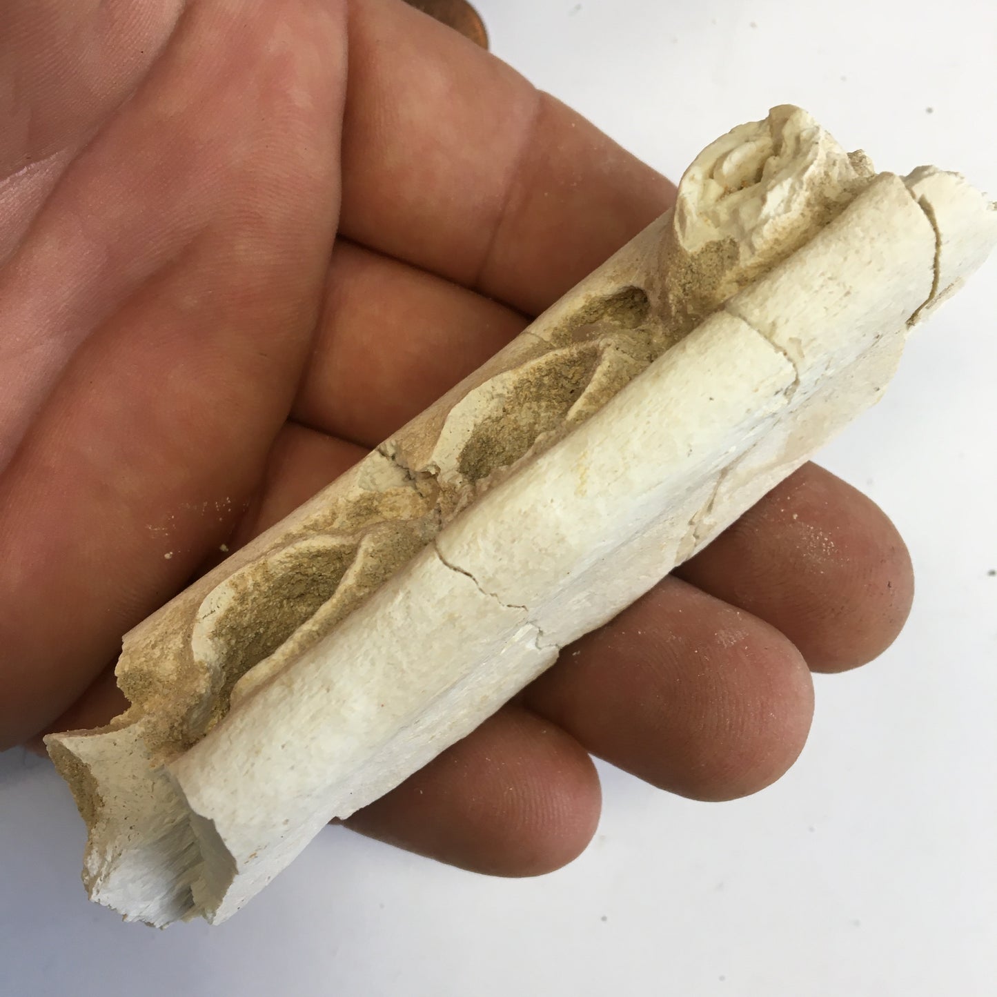 Crocodile, mâchoire/ rostre fossilisé de l'Eocène, de 87 mm x 28 x 20 - 66,2 grammes. Parfait pour collection, exposition...