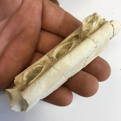 Crocodile, mâchoire/ rostre fossilisé de l'Eocène, de 87 mm x 28 x 20 - 66,2 grammes. Parfait pour collection, exposition...