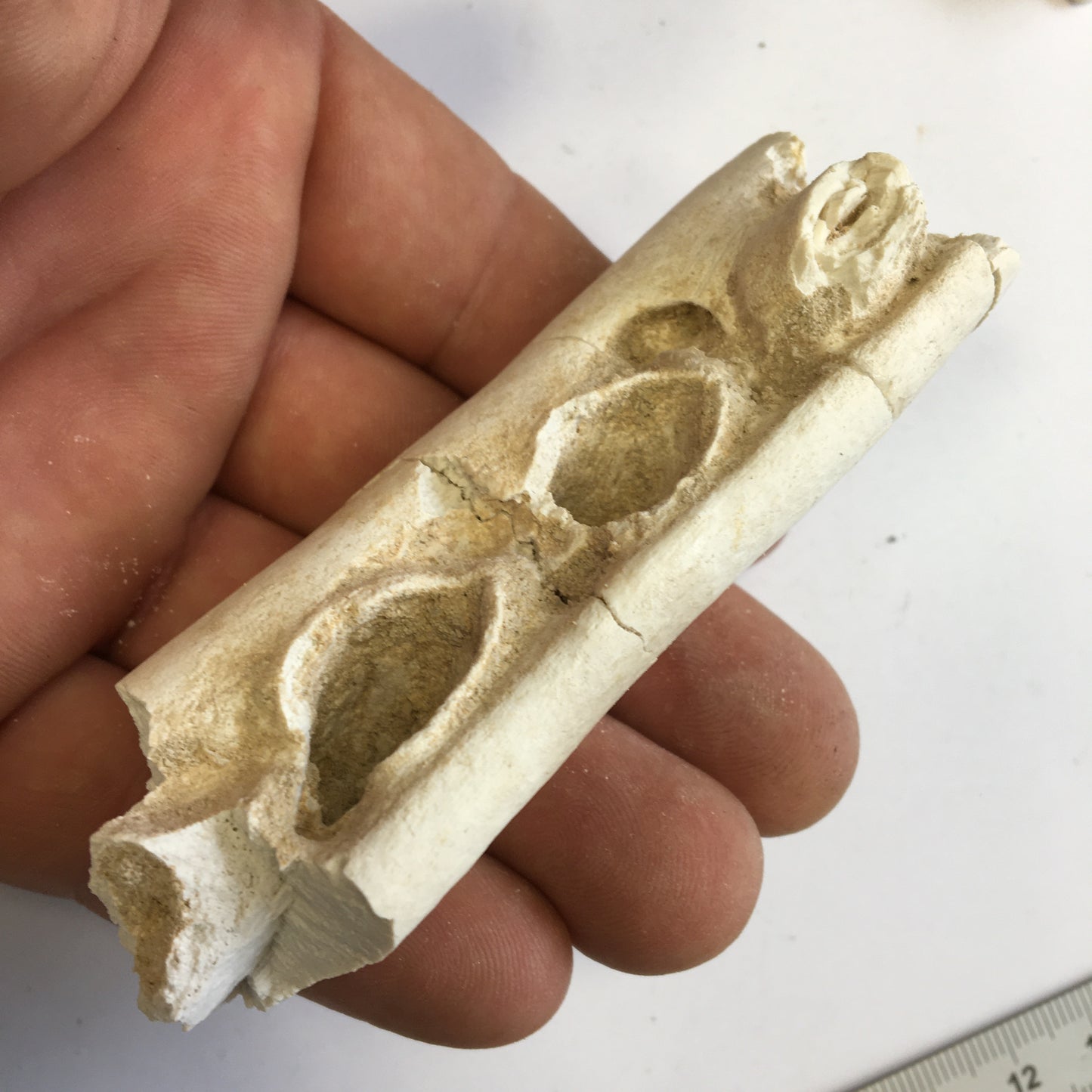 Crocodile, mâchoire/ rostre fossilisé de l'Eocène, de 87 mm x 28 x 20 - 66,2 grammes. Parfait pour collection, exposition...