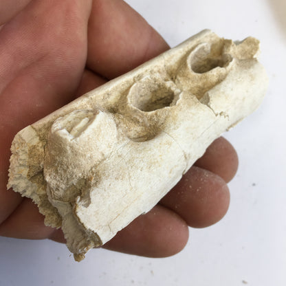 Crocodile, mâchoire/ rostre fossilisé de l'Eocène, de 87 mm x 28 x 20 - 66,2 grammes. Parfait pour collection, exposition...
