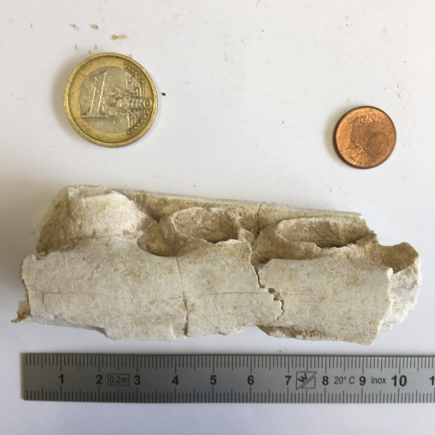 Crocodile, mâchoire/ rostre fossilisé de l'Eocène, de 87 mm x 28 x 20 - 66,2 grammes. Parfait pour collection, exposition...