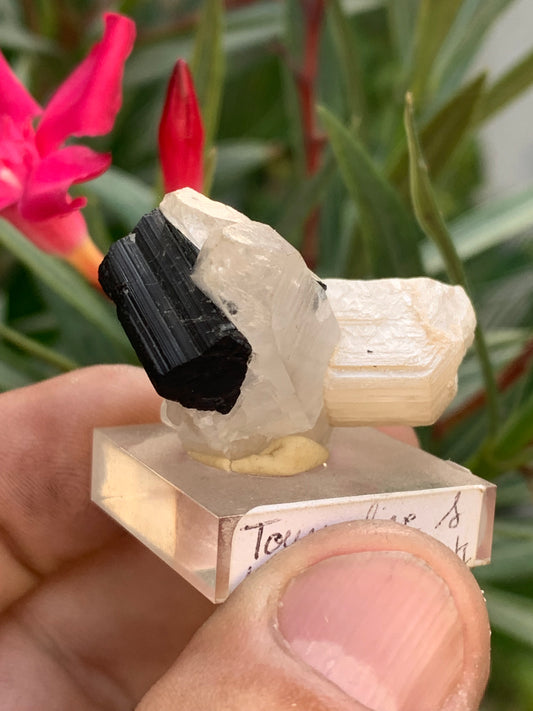 Tourmaline noire, spécimen naturel de 38 x 26 x 23 mm - 19,5 grammes. Une très belle tourmaline sur Quartz et Kunzite verte !