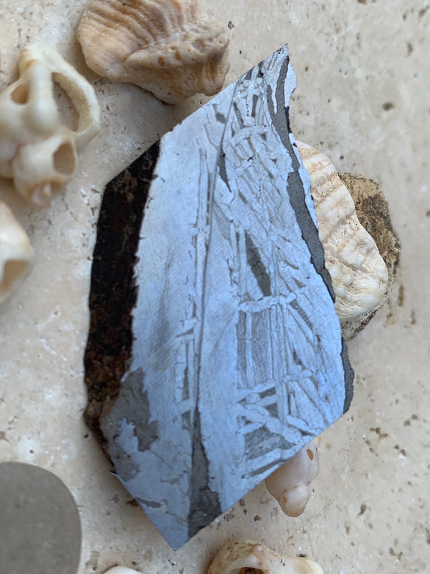 Météorite 'Muonionalusta', spéciment de 60x31x3mm - 20 grammes. De type IVA, qui s'est écrasée dans le nord de la Scandinavie !