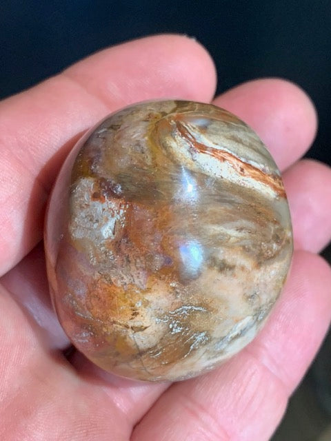 Bois fossilisé/ pétrifié, galet de taille L - 50 x 43 x 37 mm - 111,9 gr.