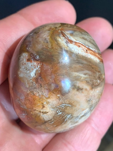 Bois fossilisé/ pétrifié, galet de taille L - 50 x 43 x 37 mm - 111,9 gr.