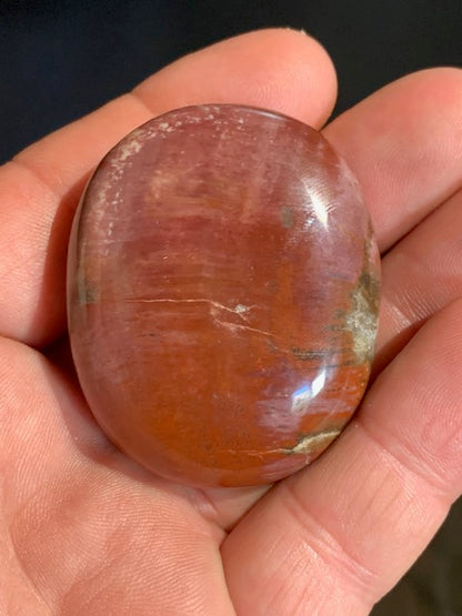 Bois fossilisé/ pétrifié, galet de taille L - 52 x 42 x 19 mm - 68,6 gr.