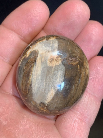 Bois fossilisé/ pétrifié, galet de taille L - 47 x 42 x 24 mm - 63,8 gr.