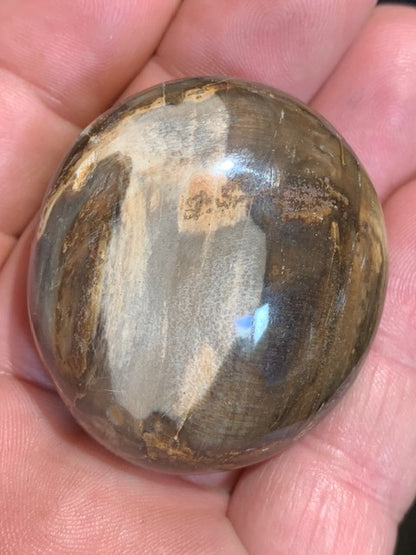 Bois fossilisé/ pétrifié, galet de taille L - 47 x 42 x 24 mm - 63,8 gr.