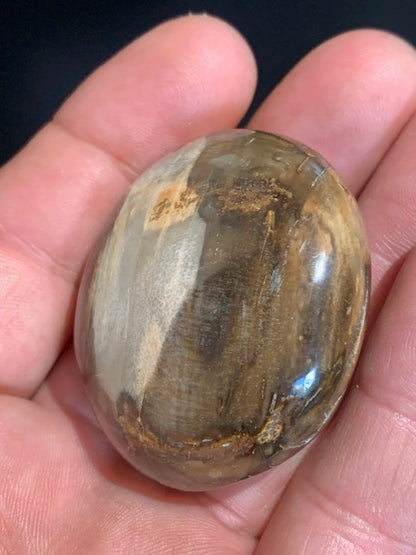 Bois fossilisé/ pétrifié, galet de taille L - 47 x 42 x 24 mm - 63,8 gr.