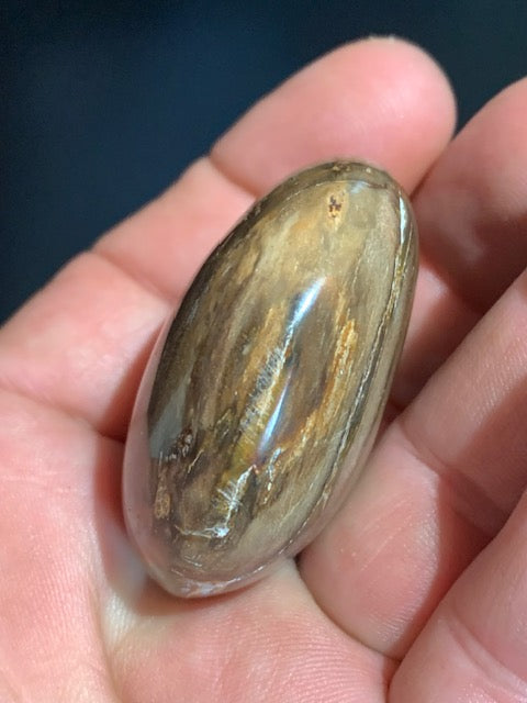 Bois fossilisé/ pétrifié, galet de taille L - 47 x 42 x 24 mm - 63,8 gr.