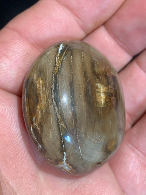 Bois fossilisé/ pétrifié, galet de taille L - 47 x 42 x 24 mm - 63,8 gr.