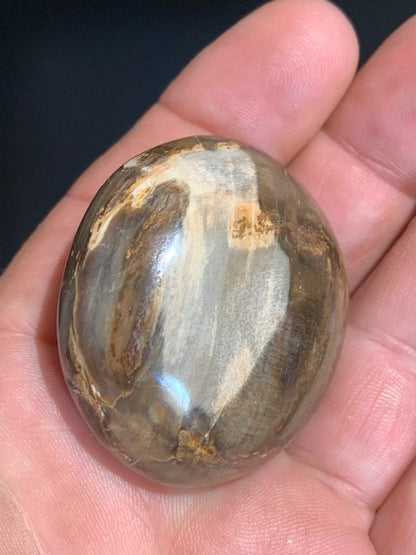 Bois fossilisé/ pétrifié, galet de taille L - 47 x 42 x 24 mm - 63,8 gr.