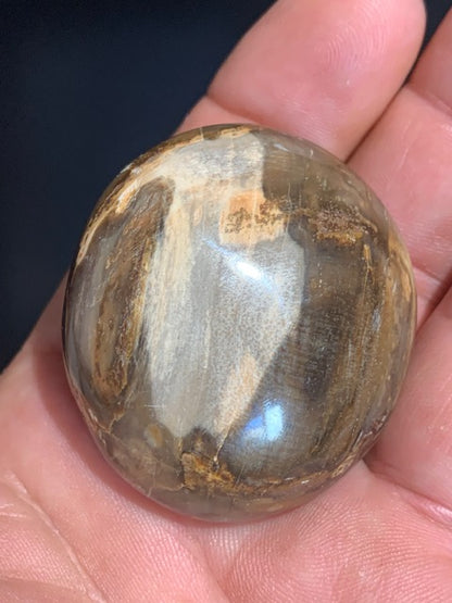 Bois fossilisé/ pétrifié, galet de taille L - 47 x 42 x 24 mm - 63,8 gr.