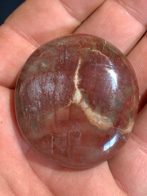 Bois fossilisé/ pétrifié, galet de taille L - 47 x 43 x 16 mm - 49,5 gr.