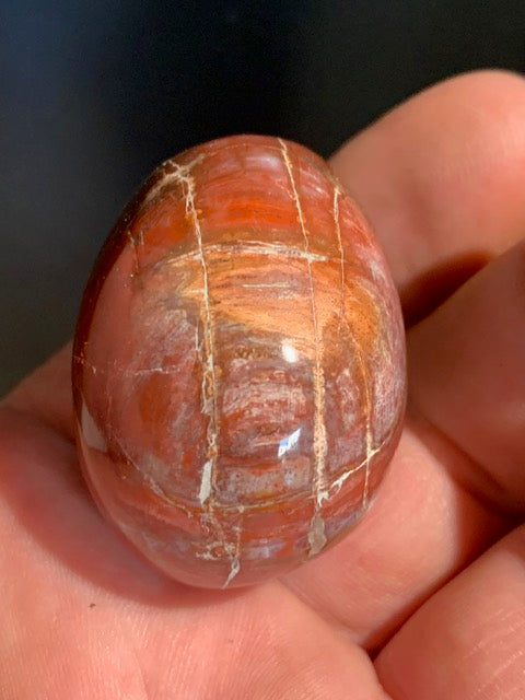 Bois fossilisé/ pétrifié, galet de taille L - 41 x 34 x 30 mm - 58,3 gr.