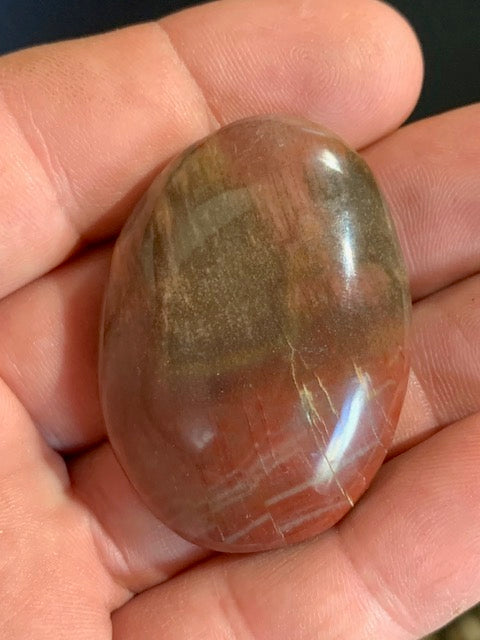 Bois fossilisé/ pétrifié, galet de taille L - 47 x 34 x 15 mm - 32,7 gr.