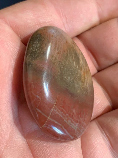Bois fossilisé/ pétrifié, galet de taille L - 47 x 34 x 15 mm - 32,7 gr.