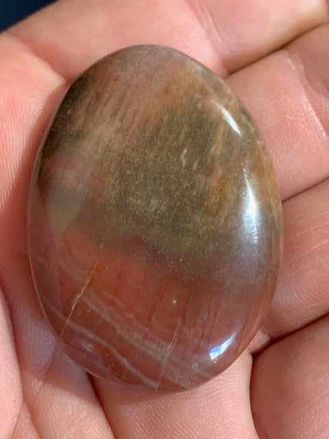 Bois fossilisé/ pétrifié, galet de taille L - 47 x 34 x 15 mm - 32,7 gr.