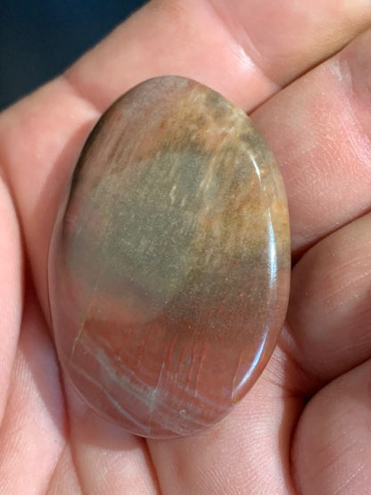 Bois fossilisé/ pétrifié, galet de taille L - 47 x 34 x 15 mm - 32,7 gr.