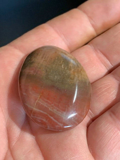 Bois fossilisé/ pétrifié, galet de taille L - 47 x 34 x 15 mm - 32,7 gr.