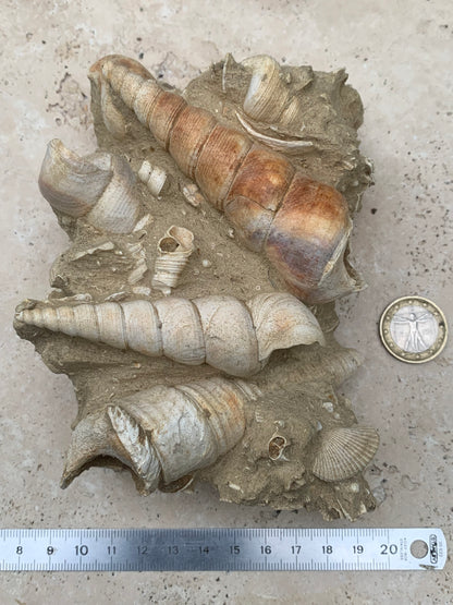 Coquillage de France (Turritelle) (Mer des Faluns, Seine-et-Marne - 77). Amas/conglomérat de 13 × 18 × 7 cm, 656 grammes. Daté d’environ 1 million d’années !