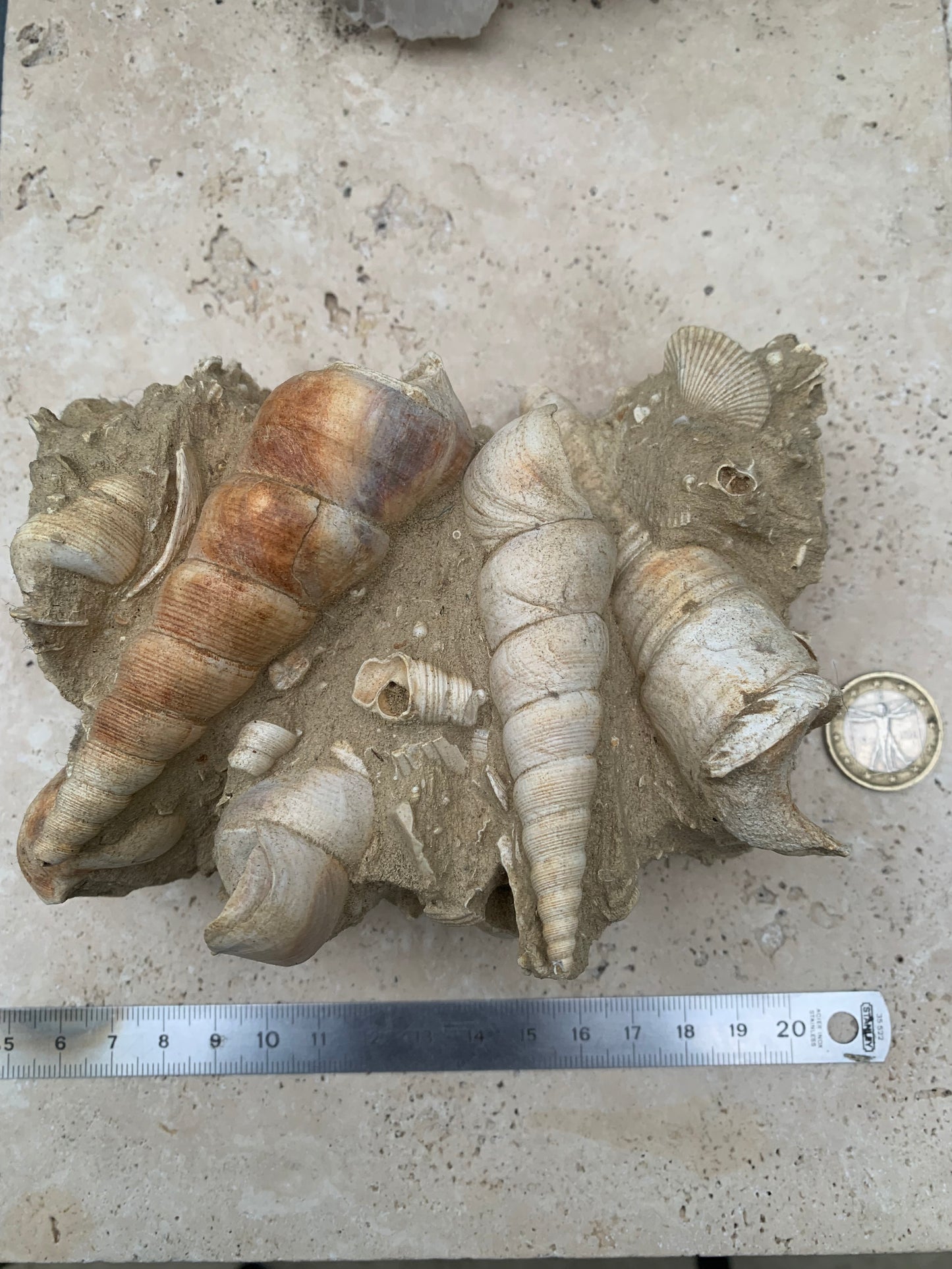 Coquillage de France (Turritelle) (Mer des Faluns, Seine-et-Marne - 77). Amas/conglomérat de 13 × 18 × 7 cm, 656 grammes. Daté d’environ 1 million d’années !