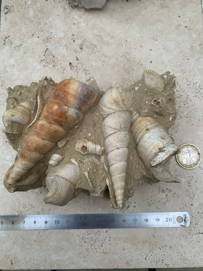 Coquillage de France (Turritelle) (Mer des Faluns, Seine-et-Marne - 77). Amas/conglomérat de 13 × 18 × 7 cm, 656 grammes. Daté d’environ 1 million d’années !