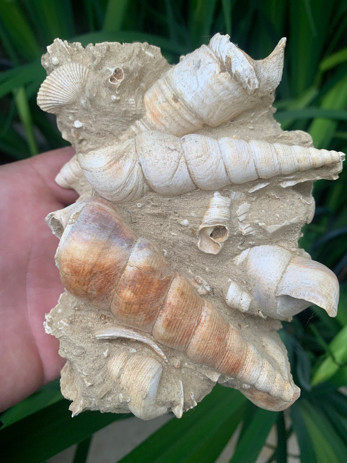 Coquillage de France (Turritelle) (Mer des Faluns, Seine-et-Marne - 77). Amas/conglomérat de 13 × 18 × 7 cm, 656 grammes. Daté d’environ 1 million d’années !
