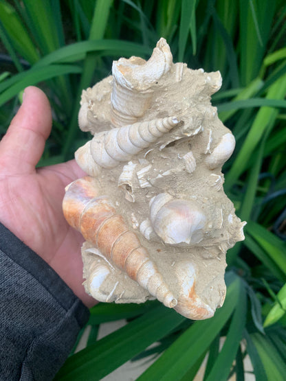Coquillage de France (Turritelle) (Mer des Faluns, Seine-et-Marne - 77). Amas/conglomérat de 13 × 18 × 7 cm, 656 grammes. Daté d’environ 1 million d’années !