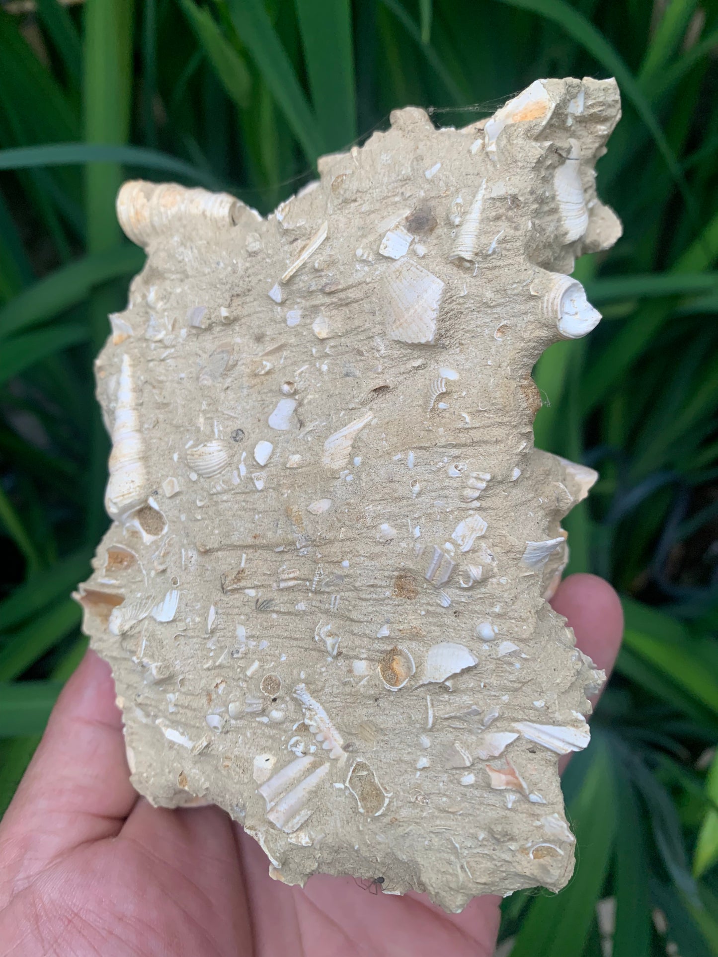 Coquillage de France (Turritelle) (Mer des Faluns, Seine-et-Marne - 77). Amas/conglomérat de 13 × 18 × 7 cm, 656 grammes. Daté d’environ 1 million d’années !