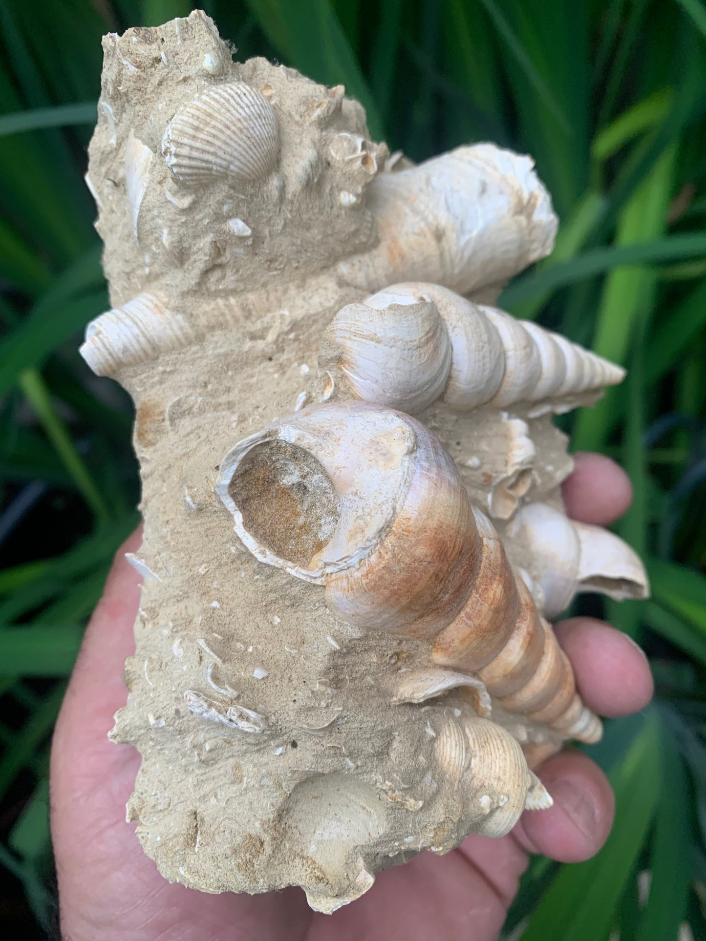 Coquillage de France (Turritelle) (Mer des Faluns, Seine-et-Marne - 77). Amas/conglomérat de 13 × 18 × 7 cm, 656 grammes. Daté d’environ 1 million d’années !