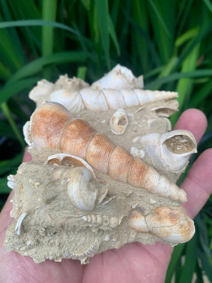 Coquillage de France (Turritelle) (Mer des Faluns, Seine-et-Marne - 77). Amas/conglomérat de 13 × 18 × 7 cm, 656 grammes. Daté d’environ 1 million d’années !