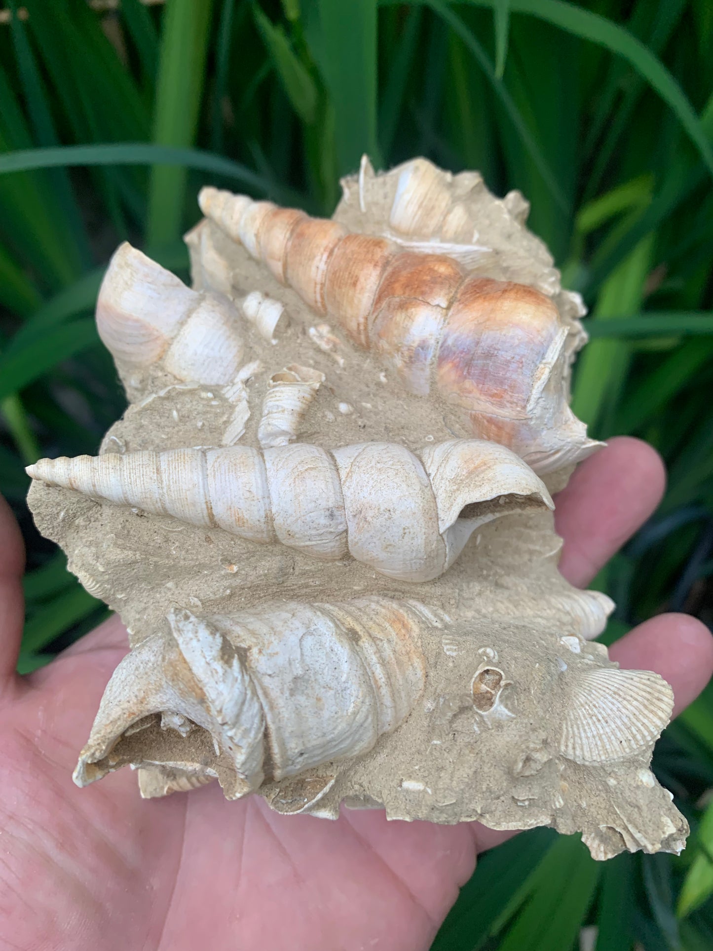 Coquillage de France (Turritelle) (Mer des Faluns, Seine-et-Marne - 77). Amas/conglomérat de 13 × 18 × 7 cm, 656 grammes. Daté d’environ 1 million d’années !