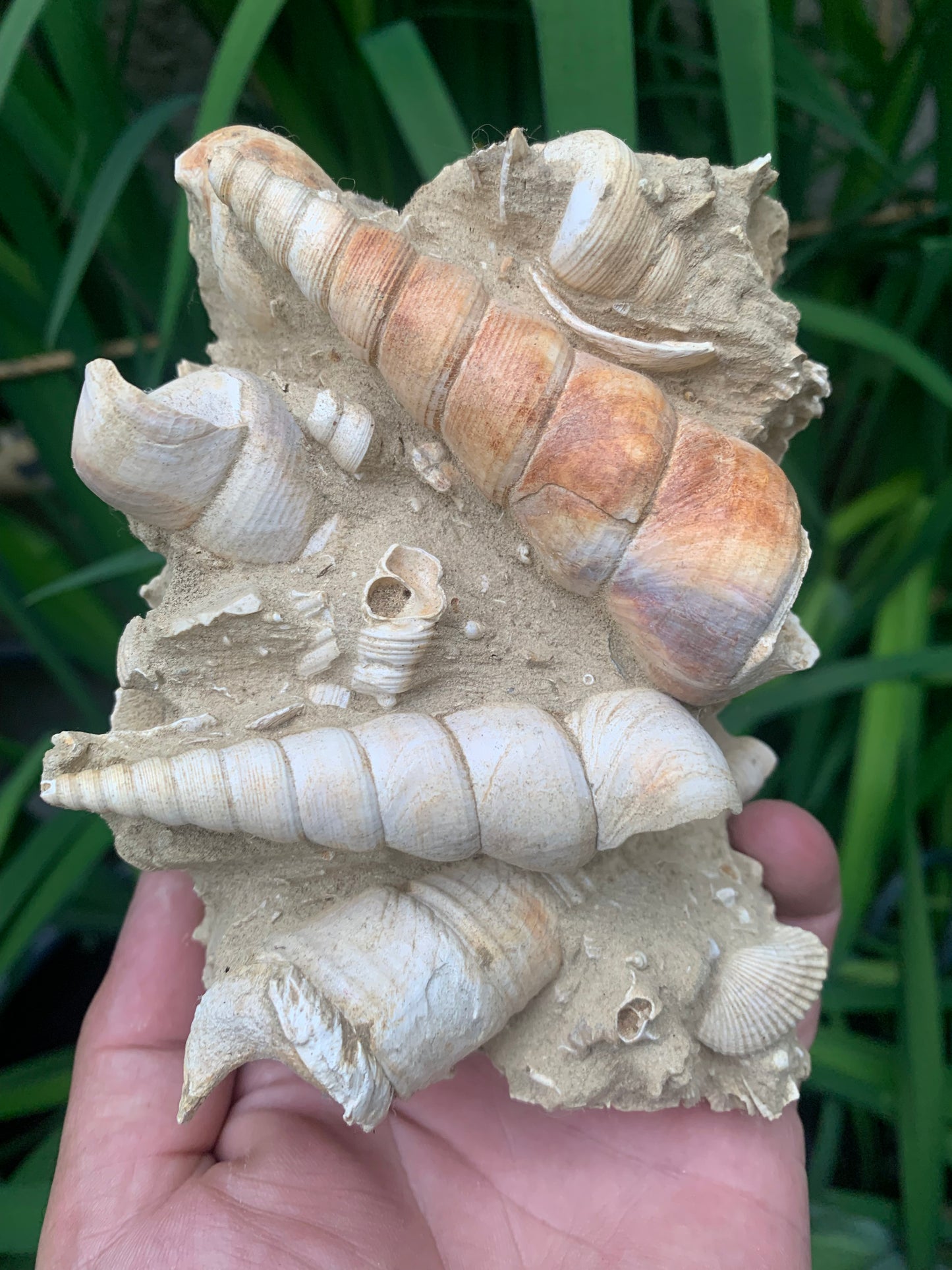 Coquillage de France (Turritelle) (Mer des Faluns, Seine-et-Marne - 77). Amas/conglomérat de 13 × 18 × 7 cm, 656 grammes. Daté d’environ 1 million d’années !