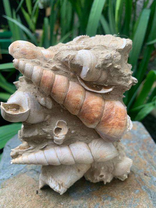 Coquillage de France (Turritelle) (Mer des Faluns, Seine-et-Marne - 77). Amas/conglomérat de 13 × 18 × 7 cm, 656 grammes. Daté d’environ 1 million d’années !