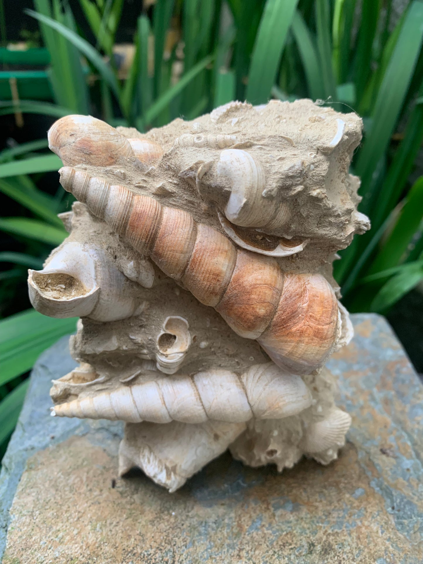 Coquillage de France (Turritelle) (Mer des Faluns, Seine-et-Marne - 77). Amas/conglomérat de 13 × 18 × 7 cm, 656 grammes. Daté d’environ 1 million d’années !