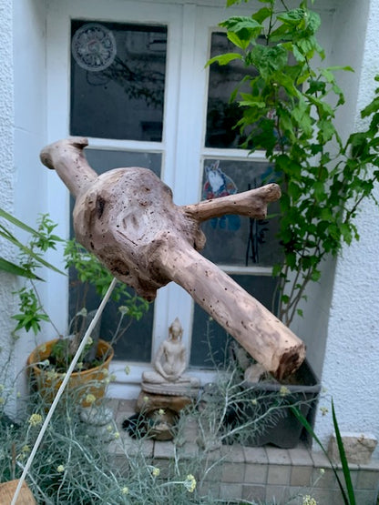 Driftwood sculpture from the Loire: 'Baby Dragon' - 54 cm height × 40 × 10 / ± 950 gr. - Zen Curiosity Creation