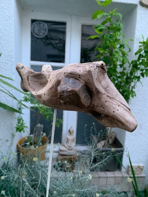 Driftwood sculpture from the Loire: 'Ostrich Head' - 25 cm height × 24 × 10 / ± 850 gr. - Creation Zen Curiosity