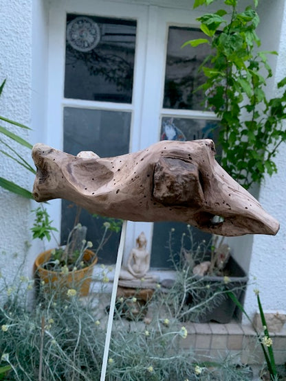 Driftwood sculpture from the Loire: 'Ostrich Head' - 25 cm height × 24 × 10 / ± 850 gr. - Creation Zen Curiosity