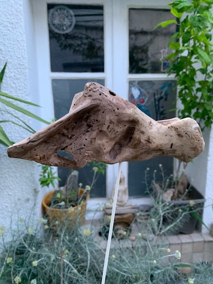 Driftwood sculpture from the Loire: 'Ostrich Head' - 25 cm height × 24 × 10 / ± 850 gr. - Creation Zen Curiosity