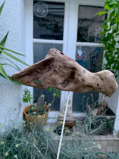 Driftwood sculpture from the Loire: 'Ostrich Head' - 25 cm height × 24 × 10 / ± 850 gr. - Creation Zen Curiosity